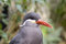 Free Inca Tern H&S Stock Image - 5358871