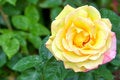 Free Live Yellow Rose Stock Image - 5360521