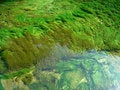 Free Flora Under Water Royalty Free Stock Image - 5360636