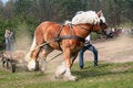Free The Draught Horse - The Sudden Effort Stock Image - 5361611