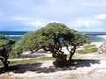 Free Ocean View On Mauritius Stock Image - 5362361