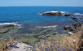 Free Wild Flowers On Rocky Shore Royalty Free Stock Photo - 5362485