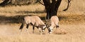 Free Two Gemsbok Fighting Royalty Free Stock Images - 5362539