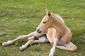 Free Palomino Quarter Horse Stock Images - 5363234