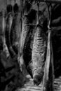 Free Salty Preserved Fish Stock Photography - 5364012