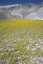 Free Blooming Desert In Capitol Reef Stock Photography - 5366432