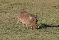 Free Warthog In Grass. Royalty Free Stock Photos - 5367368
