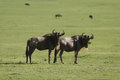 Free Wildebeest Curiously Looking Royalty Free Stock Photography - 5367457