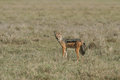 Free Black-backed Jackal Stock Photography - 5367562