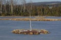 Free Lonely Birch At Lake Island Stock Photos - 5367633