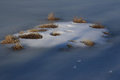 Free Lonely Island In The Frozen Moor Royalty Free Stock Image - 5367636