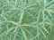 Free Sea-buckthorn Royalty Free Stock Photography - 5360897