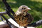 Free Robin Fledgling Royalty Free Stock Photography - 5363687
