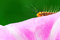 Free Caterpillar And Morning Glory Royalty Free Stock Photography - 5364047