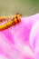 Free Caterpillar And Morning Glory Stock Images - 5364074