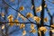 Free Autumn Leaves Stock Photography - 5364382