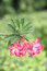 Free Pink Azalea Flowers Stock Photography - 5364572