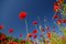 Free Red Poppies Royalty Free Stock Photo - 5367245