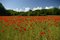 Free Field Of Red Poppies Royalty Free Stock Photos - 5367338