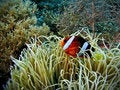 Free Clownfish Haven Royalty Free Stock Image - 5372646