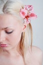 Free Rosy Orchid Stock Image - 5376461