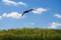 Free Soaring Bald Eagle Royalty Free Stock Photos - 5377588