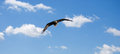Free Soaring Bald Eagle Stock Image - 5377591