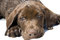 Free Chocolate Lab Puppy Stock Image - 5375161