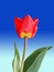 Free Single Tulip Royalty Free Stock Image - 5375316