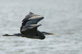 Free Great Blue Heron In Flight Stock Image - 5385321