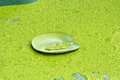 Free Lotus New Curl Leaf Stock Photography - 5386182