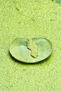 Free Lotus New Curl Leaf Royalty Free Stock Photos - 5386228