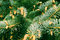 Free Fir-tree Royalty Free Stock Image - 5382096