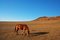 Free Horse Royalty Free Stock Image - 5384406