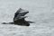 Free Great Blue Heron In Flight Stock Image - 5385321