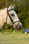 Free Horse Royalty Free Stock Photos - 5387298