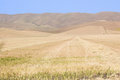 Free Rolling Fields Royalty Free Stock Image - 5392356