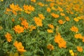 Free Field With Orange Flowers Stock Image - 5392871