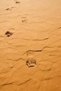 Free Desert Royalty Free Stock Photo - 5395945