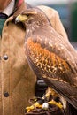 Free Harris Hawk On Gauntlet Stock Image - 5396631