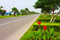 Free Plants Beyond Street Royalty Free Stock Photo - 5390055