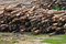 Free Timber Sawmill Series 2 Royalty Free Stock Photo - 5392725