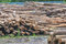 Free Timber Sawmill Series 4 Royalty Free Stock Photography - 5392757