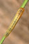 Free Close-up Of Caterpillar Stock Photography - 5395582