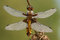 Free Dragonfly Libellula Depressa Stock Photo - 5395610