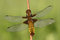 Free Dragonfly Libellula Depressa Royalty Free Stock Photos - 5395638
