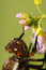 Free Extreme Closeup Of Dragonfly Stock Image - 5395691