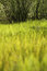 Free Meadow - Dof Stock Photography - 5395902