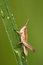 Free Closeup Of Locust With Dew Royalty Free Stock Photo - 5395965