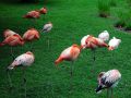 Free Pink Flamingos At Rest Royalty Free Stock Photo - 540265